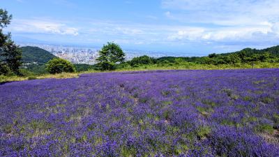2025.1.　ANAソウル発券　那覇・神戸・大阪・札幌　3泊4日の旅