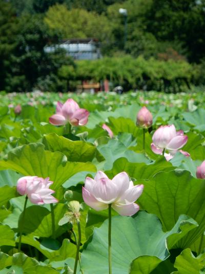 「　上野公園　蓮の花咲く　不忍池　さんぽ　」　2025