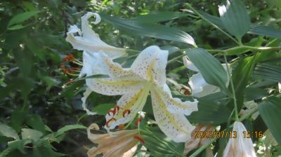 森のさんぽ道で見られたヤマユリその他