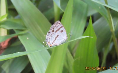 2025年森のさんぽ道で見られた蝶⑦ミズイロオナガシジミ、ゴマダラチョウ、ヒカゲチョウ、サトキマダラヒカゲ等