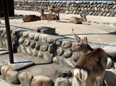 大好きな宮島へ…