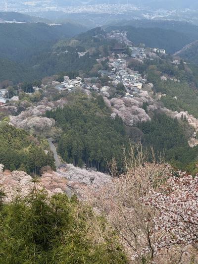 (2)4トラメンバーと春爛漫の奈良へ行こう(吉野山の桜)
