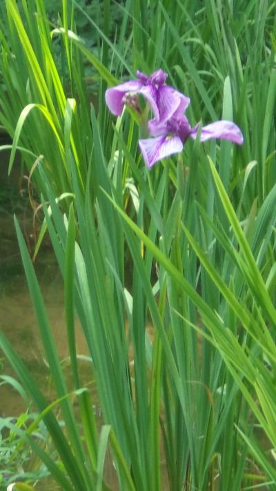 暑い夏。新宿で映画を観て、町田に泊り、薬師池公園など散策後に新宿で映画　その2