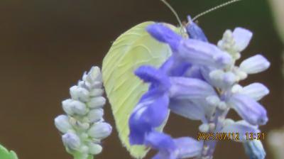 ビバホーム横の通りの花壇で見られた蝶