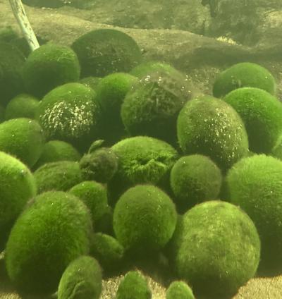 道東駆け足ツアー、網走監獄、阿寒湖のまりも、釧路湿原