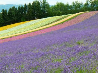 青と緑を巡る旅 ～函館・積丹・美瑛の風景日記～　3日目