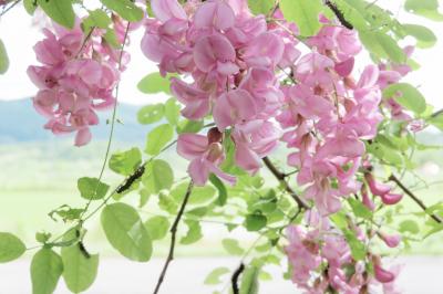 Japan 札幌・旭川・小樽2025③上野ファームのピンクのアカシアと芝生用ルンバ