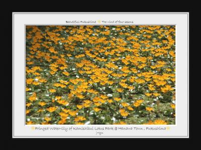 ◆空梅雨気味の塙町・上渋井のハス園&矢吹町・大池の大賀ハス