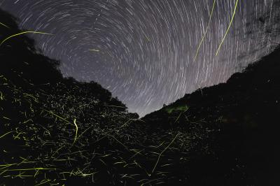 今年の「ホタル観賞会」は悲惨な結果に・・・ホタルも星も頑張ってくれたのになぁ！
