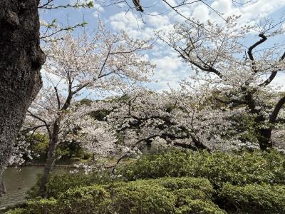 母と久しぶりに三溪園に行ってきました