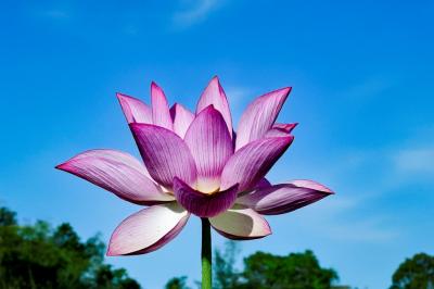 臼杵石仏公園の大賀蓮　2025