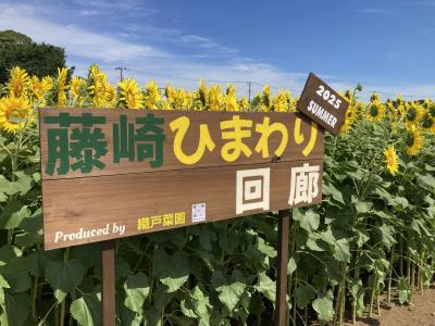 ２０２５年夏、藤崎ひまわり回廊でおよそ１０万本のひまわりを観覧し、さらに超向日葵迷路にも挑戦して無事抜け出せました。