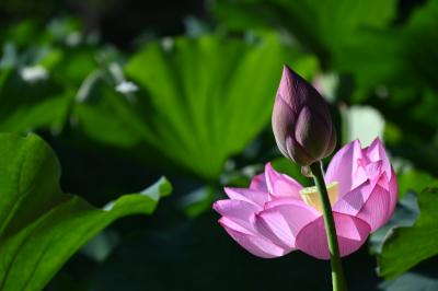 三渓園/早朝観蓮会　LOTUS