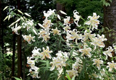 香り立つ大輪の花 ヤマユリいっぱいの里山散策
