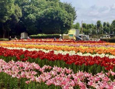 ユリと渋沢栄一