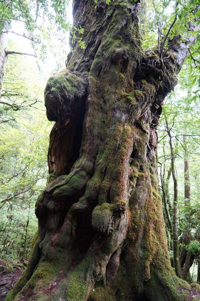 だれる 知らない 屋久島 屋久島」のYahoo!リアルタイム検索 - X（旧Twitter）を