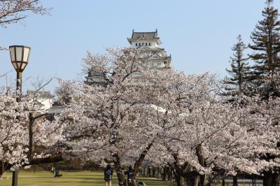 2025年 神戸・姫路・龍野（＋夙川）桜見物 ２日目（その２）