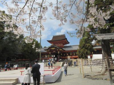 背割堤と男山のさくらまつり　その二