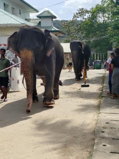 アラフィフ夫婦のスリランカ 3日目<象の行進>
