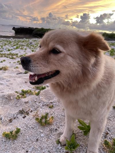 真夏の八重山諸島 夏旅2025-3 黒島2