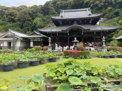 三室戸寺の紫陽花はまだ咲いていなかった