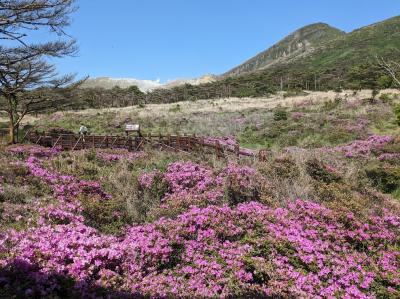 ジャカランダとミヤマキリシマ九州の花めぐり！