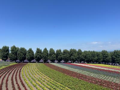 札幌~美瑛にラベンダーを見に行く旅