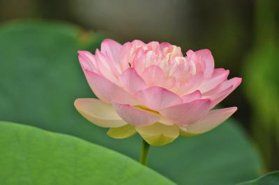 「鶴池」太古の蓮を櫻堂薬師（桜堂薬師）を訪ねる