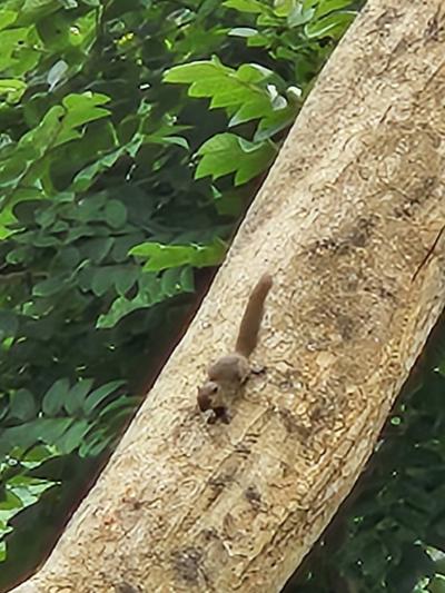 2025夏休み！！またまたバリ島ウブドで癒しのノープラン旅。コマネカ アット タンガユダ宿泊編 ①