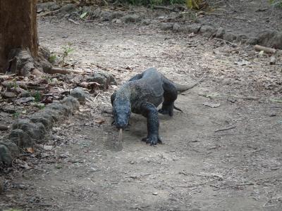 2025年夏 フローレス島とコモドドラゴンに会う旅