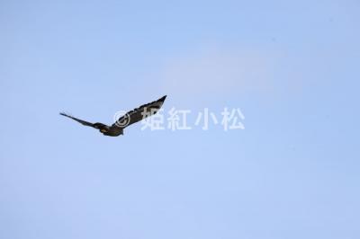 沖縄県(那覇市・西表島・石垣島)めぐる旅 (西表島)2025/04/12