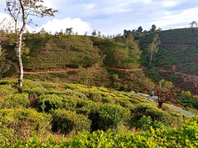 アラフィフ夫婦のスリランカ 6日目<高原列車でコロンボへ>