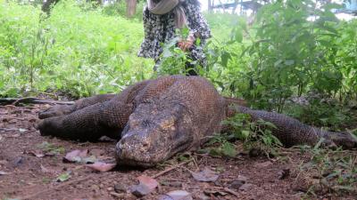 念願、コモドドラゴンに会いに行く