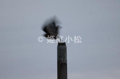 沖縄県(那覇市・西表島・石垣島)めぐる旅 (西表島)2025/04/14