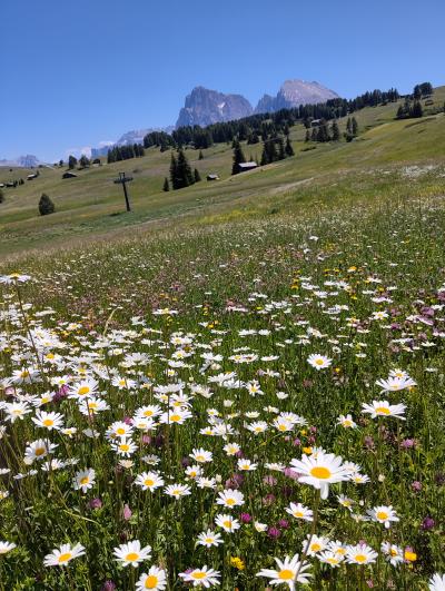 乗継・乗継・歩いて廻るドロミテ その6 シウジ高原 ハイキング