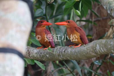 沖縄県(那覇市・西表島・石垣島)めぐる旅 (西表島)2025/04/15
