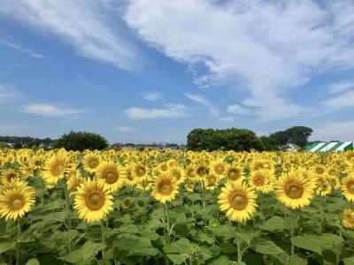 清瀬ひまわりフェスティバル、平林寺