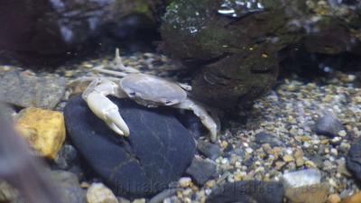 387 京都水族館~