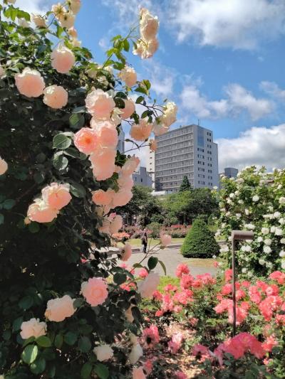バラを愛でに札幌旅。バラの香りって素敵です。