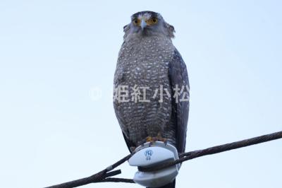 沖縄県(那覇市・西表島・石垣島)めぐる旅 (西表島)2025/04/17