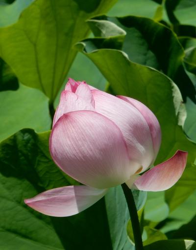 「黄門さまのお庭・小石川後楽園　ハスの花　さがしに　さんぽ　」2025