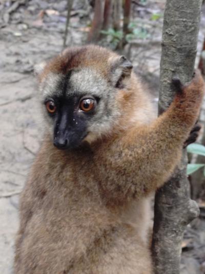 マダガスカルでキツネザル😍