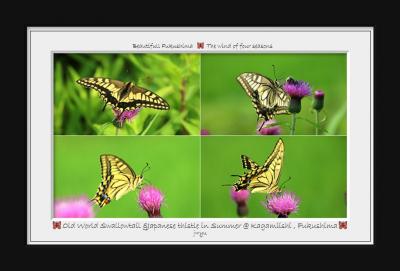 ◆福島・四季・彩々・Part123~盛夏の候