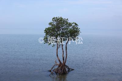 沖縄県(那覇市・西表島・石垣島)めぐる旅 (石垣島)2025/04/21