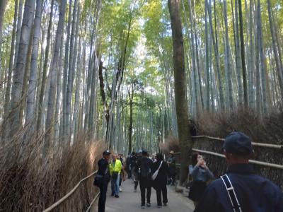 保津川下り、トロッコ列車 京都満喫旅行