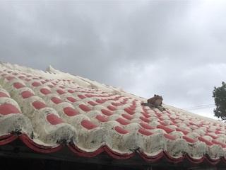 ありんくりん沖縄　八重山のティダーに当たる？