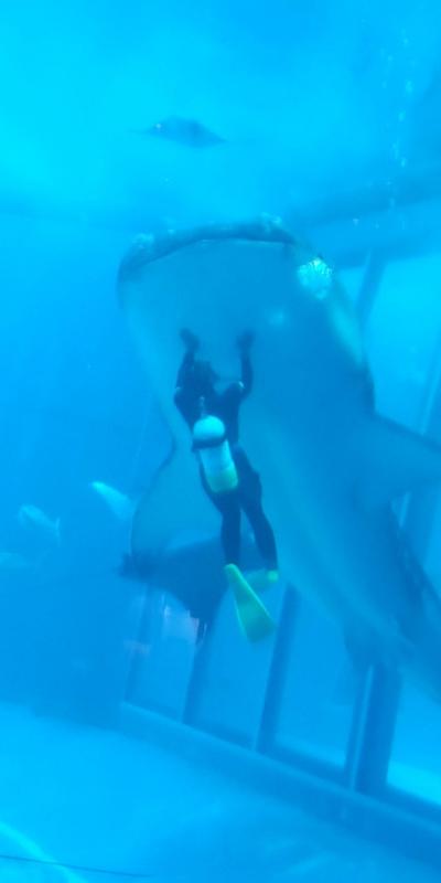 美ら海水族館を堪能