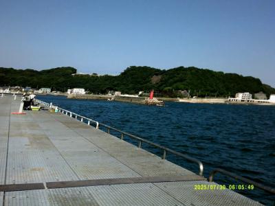 豊浜釣り桟橋７月末と８月　アイゴ来た