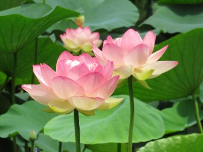 ハナショウブと蓮