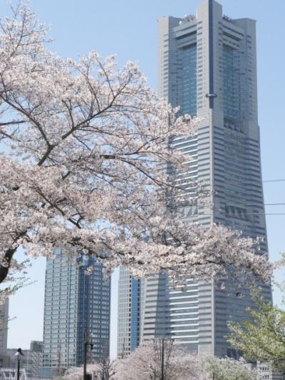 横浜みなとみらいのフラワーガーデンとお花見と